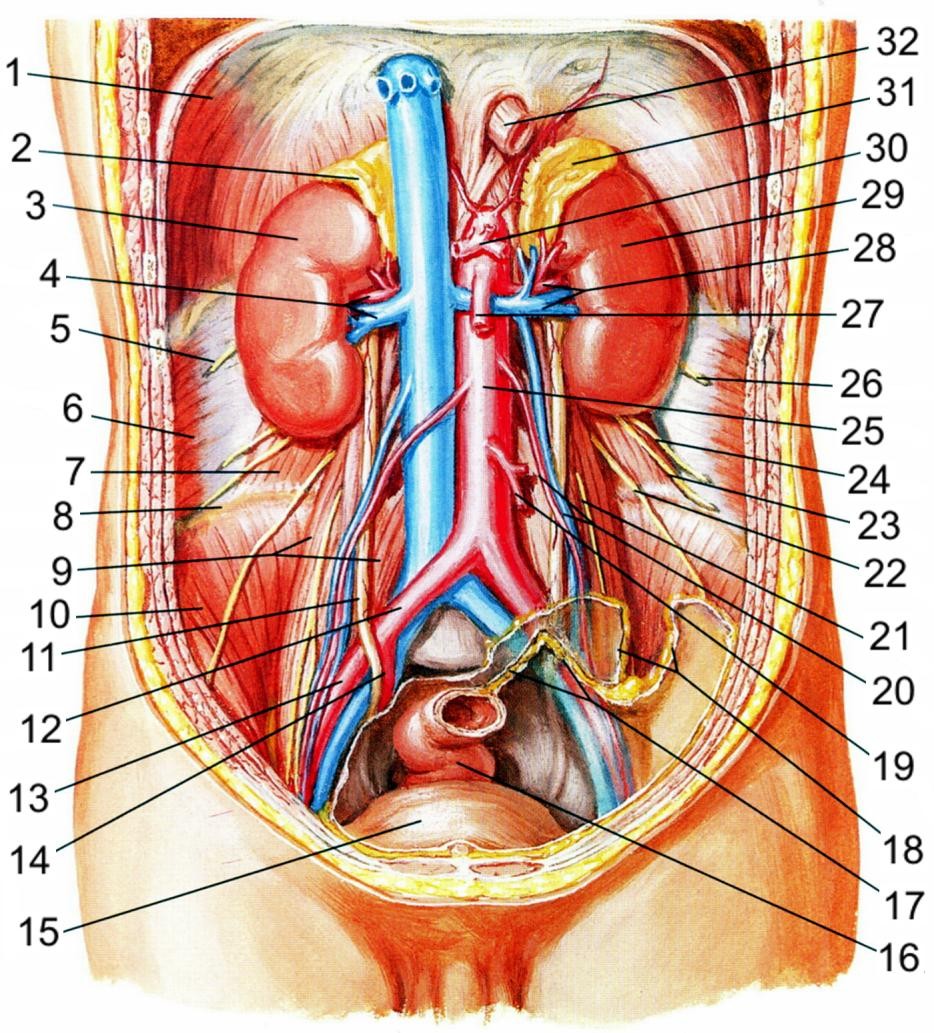 Расположение органов у женщин в брюшной полости фото