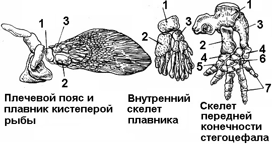 Конечности рыб