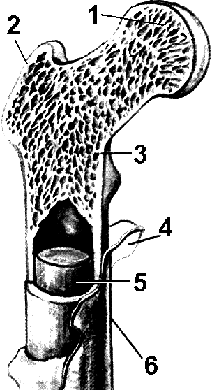 Назовите элементы строения кости обозначенные на рисунке цифрами 1 и 2 укажите особенности их