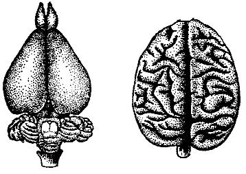 Brain 172. Головной мозг млекопитающих. Головной мозг кролика. Мозг кролика строение. Мозгт кролика.
