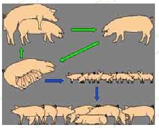 В чем заключается хозяйственное значение свиней. Биологические особенности свиней. Поточная технология производства свинины. Хозяйственное значение свиней. Технология поточной системы производства свинины кратко.