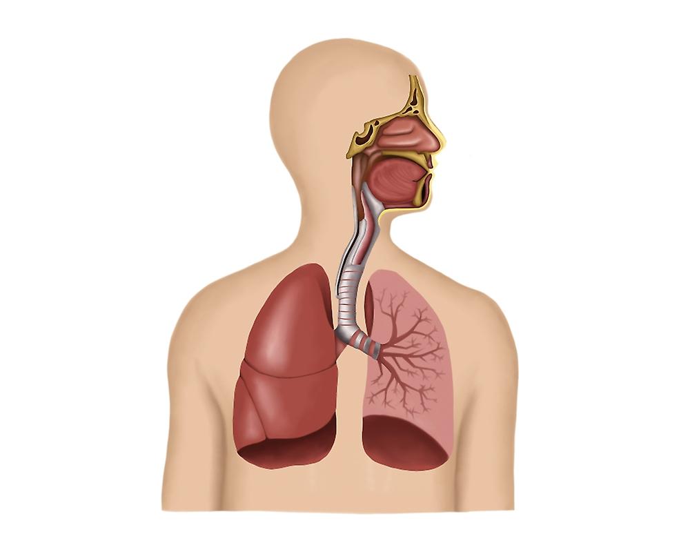 Дыхательная система без подписей