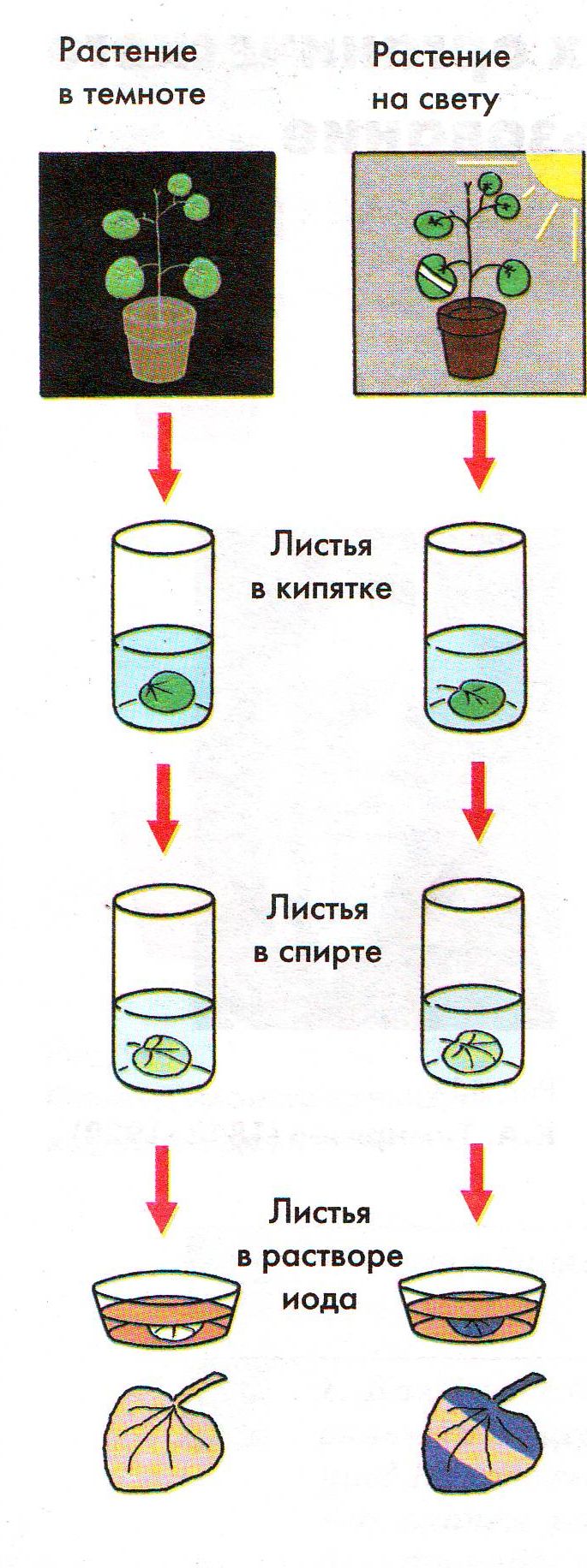 На рисунках 1 и 2 приведены результаты опытов по поведению светового