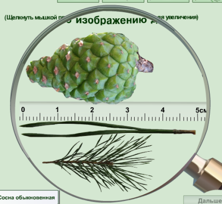 Голосеменные технологическая карта