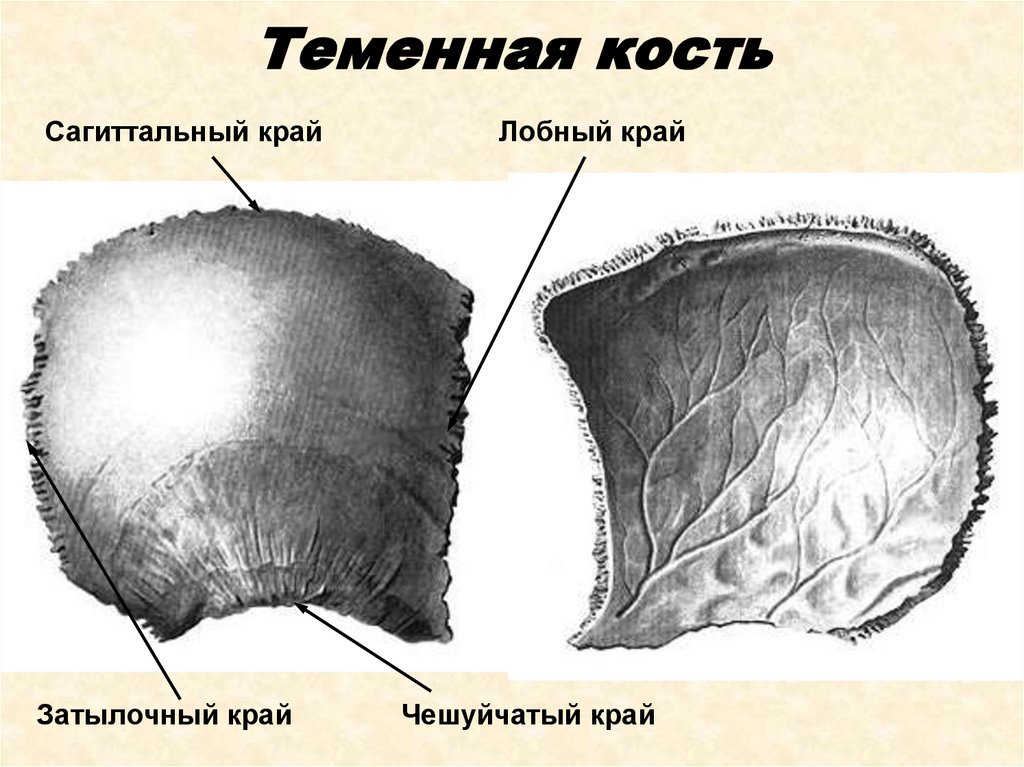 Какой цифрой обозначена на рисунке теменная кость