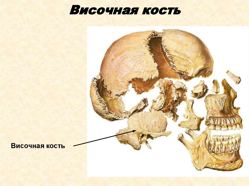 Кости черепа презентация анатомия