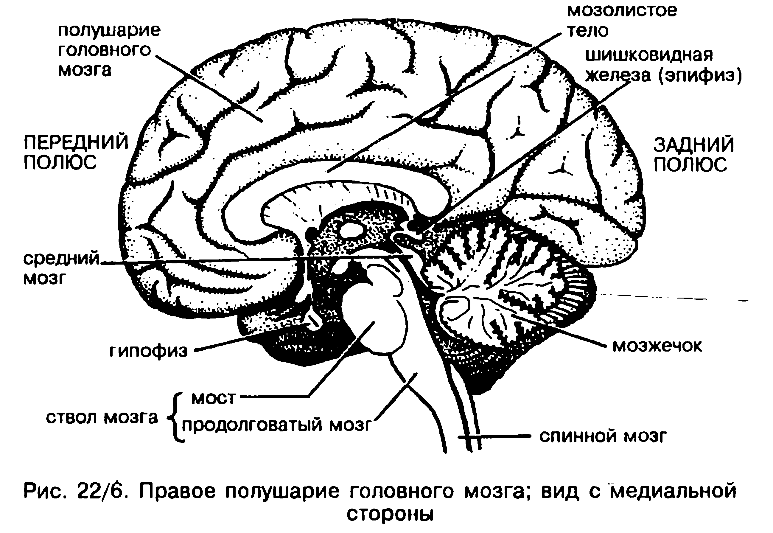 Схема строения головного мозга. Схема строения головного мозга вид сбоку. Топографическое расположение отделов головного мозга. Отделы головного мозга анатомия внутреннее строение.