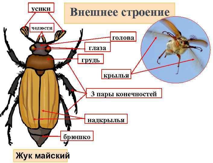 В интернете найдите фотографию какого либо насекомого рассмотрите изображение какие части