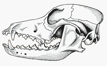 Челюсть собаки рисунок