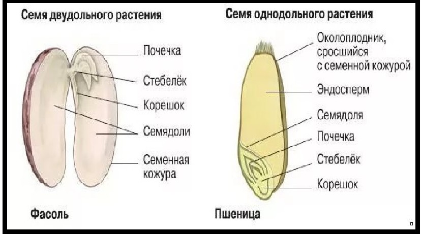 Рисунок семени обозначаемые структуры