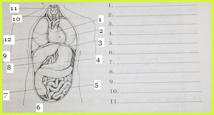Организм представленный на рисунке. Внутренние органы человека биология 8 класс. Распознавание на таблицах органов и систем органов. Лабораторная работа системы органов человека. Внутренние органы чловека8 класс биология.