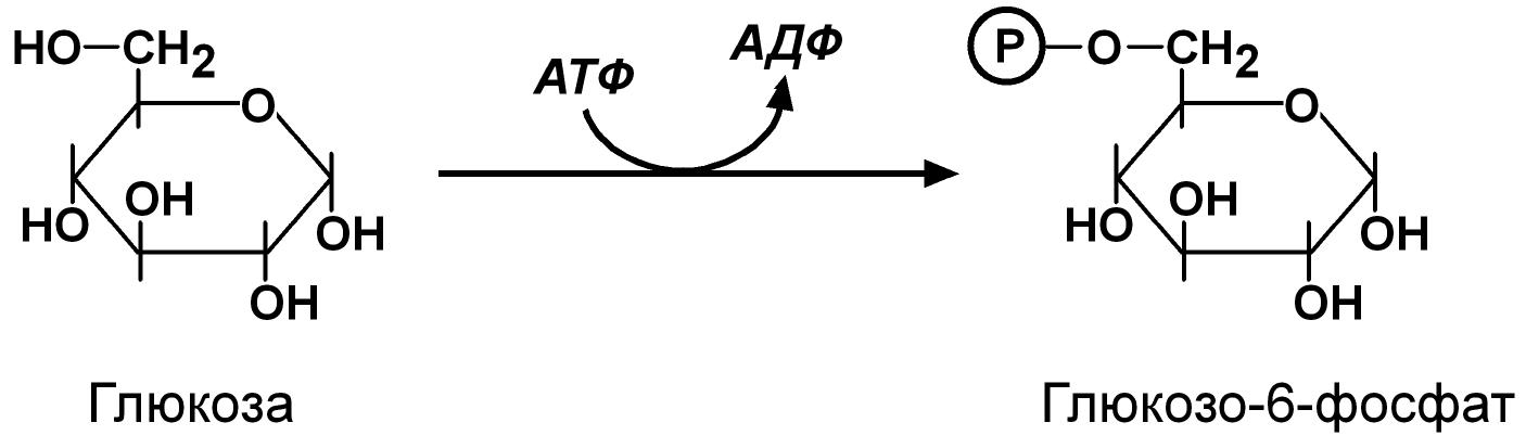 Цикл атф адф. Цикл АТФ-АДФ биохимия. АТФ В АДФ реакция. АДФ формула биохимия.