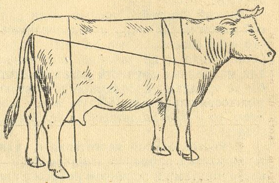 Стати молочной коровы рисунок