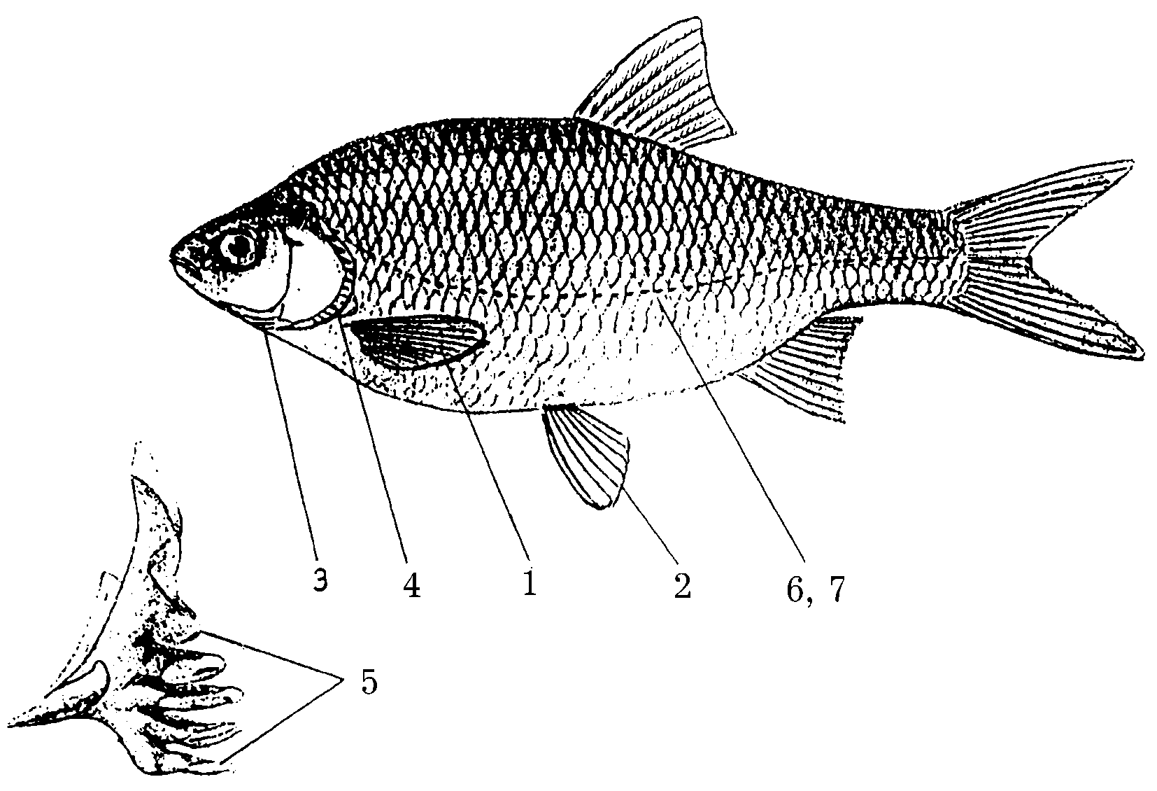 Строение рыбы лещ