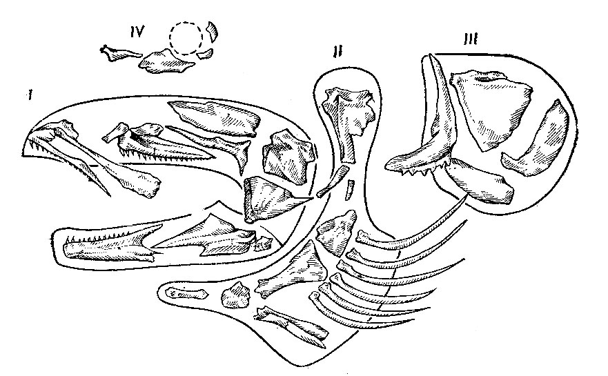 Позвоночник неподвижно соединен с черепом у рыб. Висцеральный скелет костистой рыбы. Висцеральный скелет судака. Висцеральный череп судака сбоку. Строение черепа костистой рыбы.
