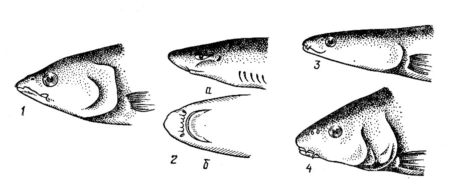 Какие ноздри у рыб. Голова рыбы. Части головы рыбы. Форма передней части головы у рыб. Типы рта у рыб.