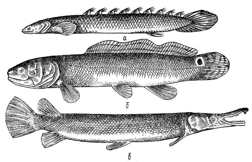 Тип развития щуки. Костные рыбы двоякодышащие. Костные Ганоидные рыбы. Надотряд костистые рыбы. Костные рыбы двоякодышащие представители.