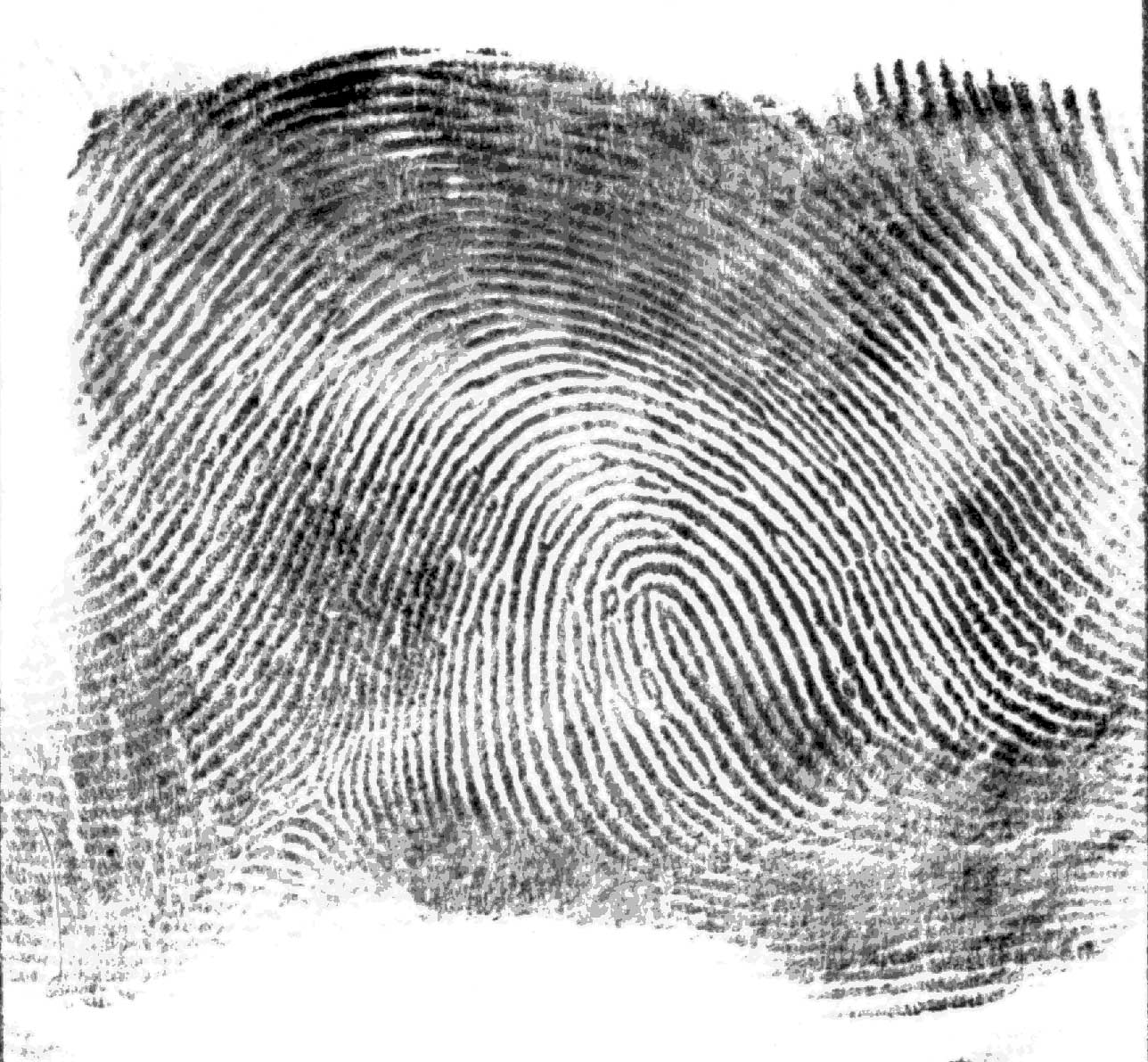Типы папиллярных узоров пальцев рук криминалистика