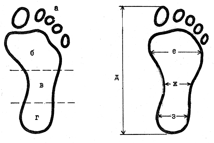 Части следа обуви. Части следа босой ноги криминалистика. Отпечаток следа ноги криминалистика. Подошвы стопы босой ноги криминалистика. Подошвенная часть обуви криминалистика.
