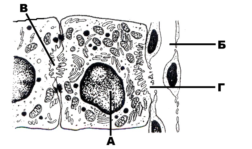 Двусторонняя секреция гепатоцитов. Ямочные клетки печени. Кт ОГК поперечный срез на уровне печени обозначения.