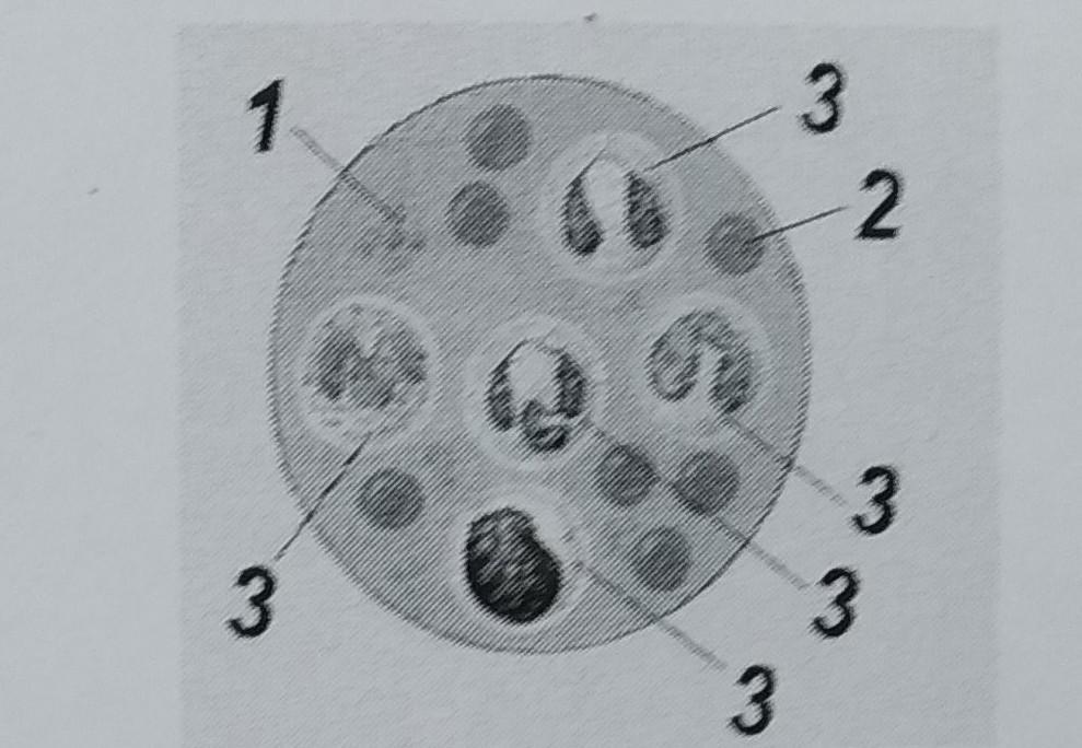 На каждом рисунке обозначены. Какие клетки обозначены цифрами 1.2.3 4. • Определить, какие клетки обозначены цифрами 1 -6 ?. Цифрой 3 обозначена клетка крови, которая образовалась в процессе. Рассмотрите рисунок что обозначено под цифрами 1-3 клетки крови.