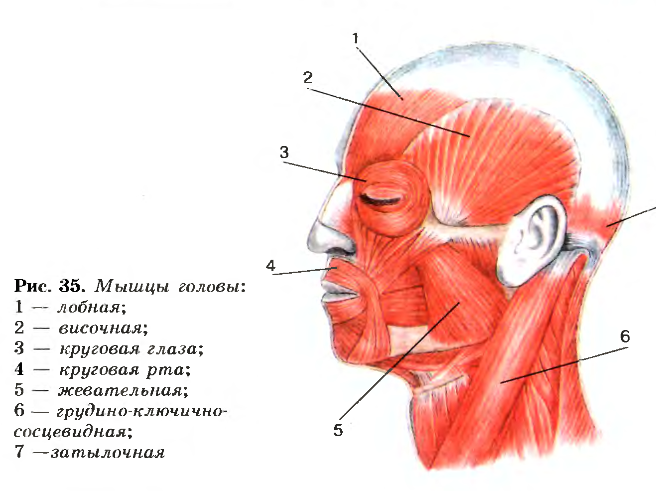 Миология анатомия