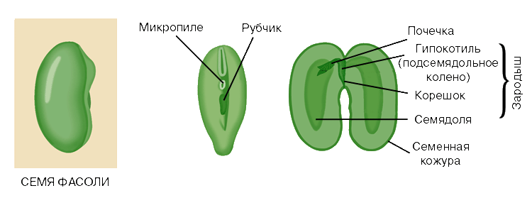 Изображение фасоли в разрезе