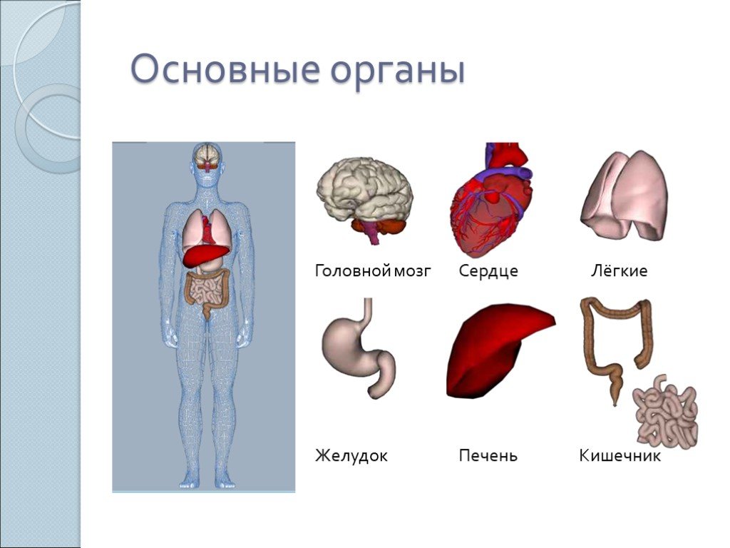 Сердце печень легкое. Органы человека. Внутренние органы человека. Модель человека с внутренними органами. Строение органов человека.