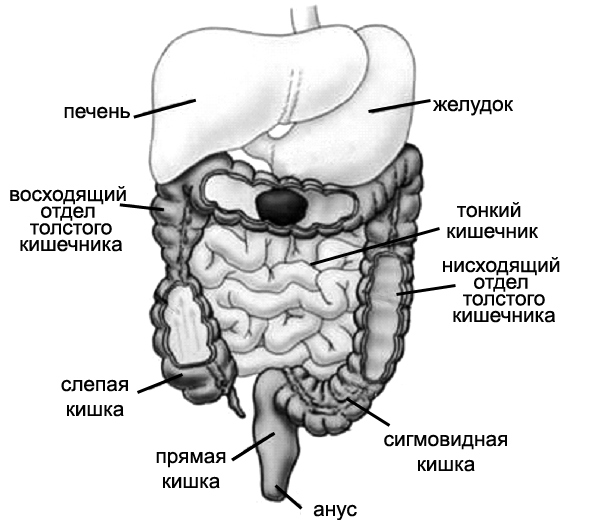 Кишечник на рисунке