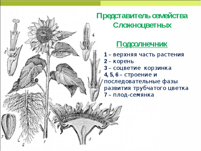 Стебель семейства. Подсолнечник однолетний схема соцветия. Подсолнечник однолетний строение. Подсолнечник семейство сложноцветных. Семейство Астровые подсолнечник.