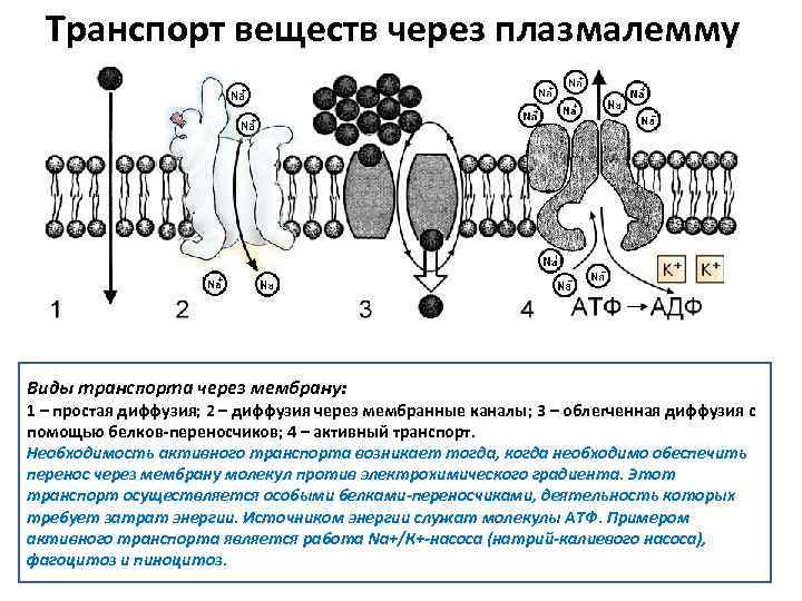 Виды транспорта через клеточную мембрану схема