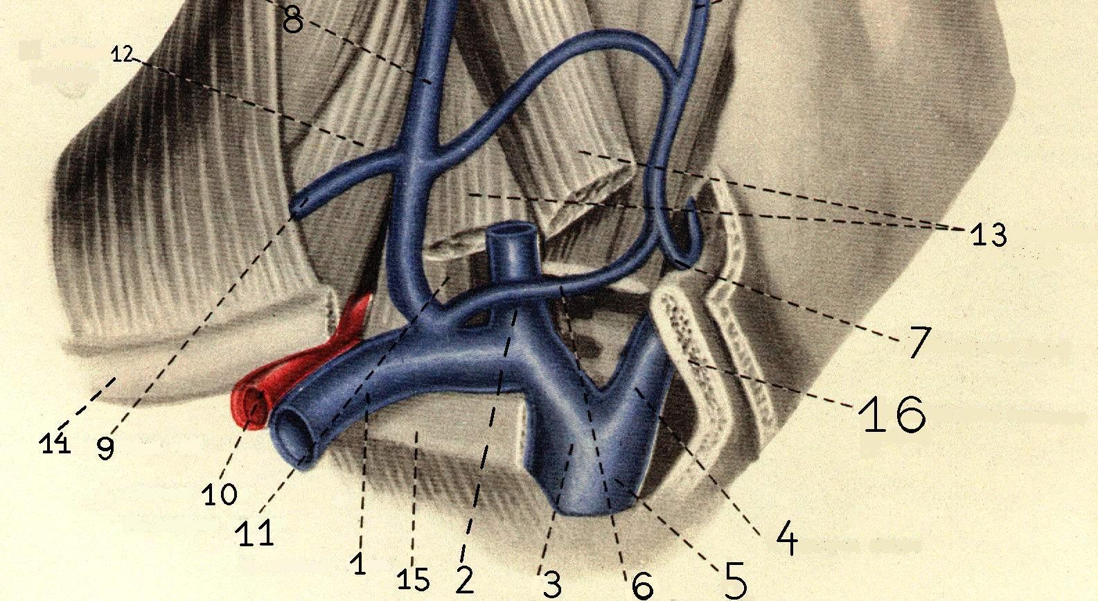 Левая подключичная вена. Подключичная Вена анатомия. Подключичная Вена топография. Подключичная артерия и Вена. Анатомия подключичной вены слева.