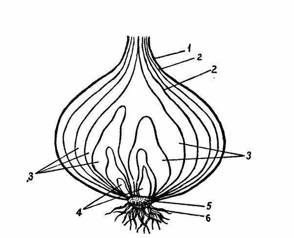 Строение луковицы. Строение луковицы репчатого лука. Схема строения луковицы репчатого лука. Строение луковицы лука ЕГЭ. Поперечный срез луковицы лука.