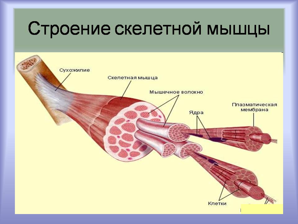 Рисунок скелетных мышц