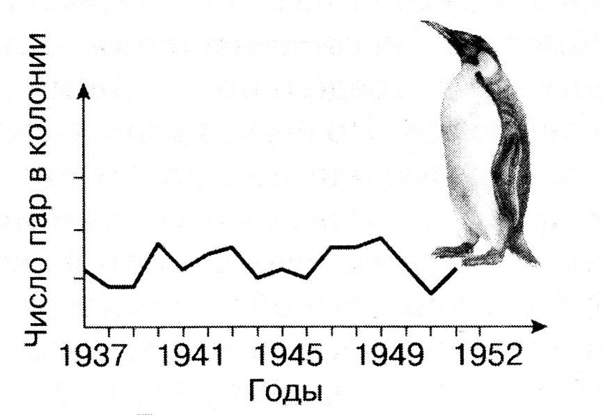 Стабильный тип. Стабильный Тип популяции. Динамика популяции пингвинов. Стабильный Тип динамики популяции примеры. Динамика численности популяции.