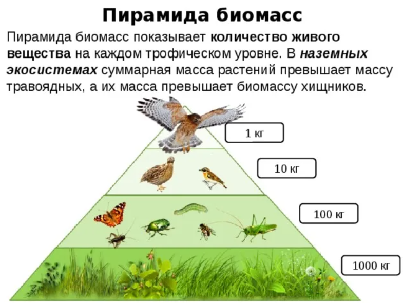 Трофические уровни живых организмов. Экологические пирамиды пирамида биомасс. Пищевая цепочка и биомасса пирамида. Пирамида биомассы наземной экосистемы. Экологическая пирамида биомассы экосистемы.