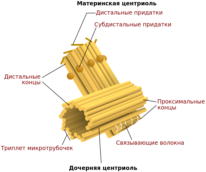 c:\users\admin\downloads\centriole.png