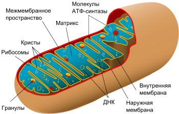c:\users\admin\downloads\350px-animal_mitochondrion_diagram_ru.svg.png