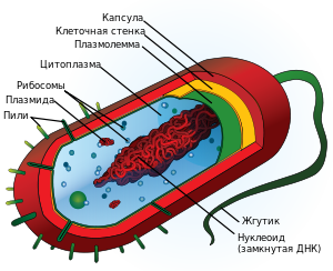 c:\users\admin\downloads\300px-average_prokaryote_cell-_ru.svg.png
