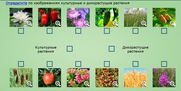 Культурные растения план конспект урока