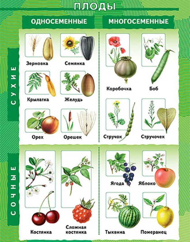 Многообразие семян. Типы плодов сухие и сочные. Названия плодов растений таблица с примерами. Классификация плодов растений 6 класс. Плоды 6 класс биология схема плода.