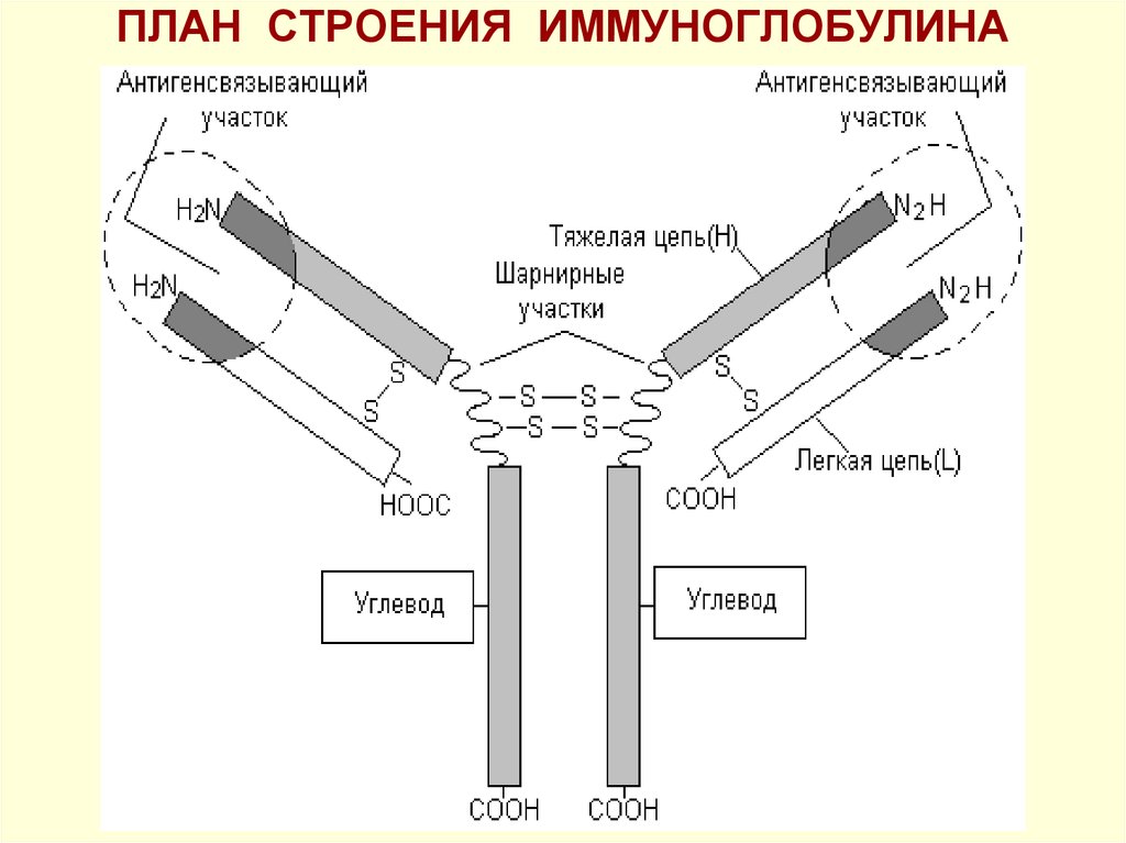 Схема иммуноглобулина g