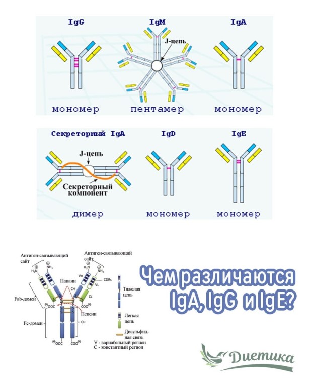 Отличия иммуноглобулинов. Иммуноглобулин м IGM 4. IGM строение иммуноглобулина. Классы антител IGM И IGG. IGM иммуноглобулин g.