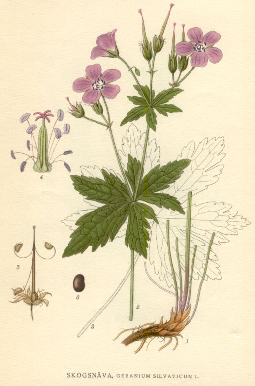 https://upload.wikimedia.org/wikipedia/commons/8/8e/illustration_geranium_silvaticum.jpg