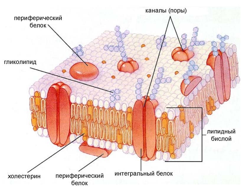 Мембрана клеток включает. Строение клеточной мембраны эукариотической клетки. Строение мембраны клетки белки. Строение плазматической мембраны животной клетки. Клетки с белковыми мембранами.