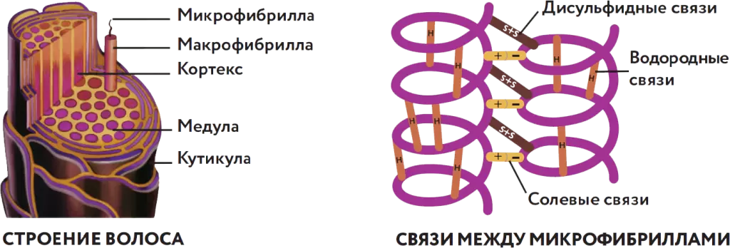 Кортекс это. Строение волоса дисульфидные связи. Химическое строение волоса. Строение волоса брови дисульфидные связи. Дисульфидные связи в волосах.