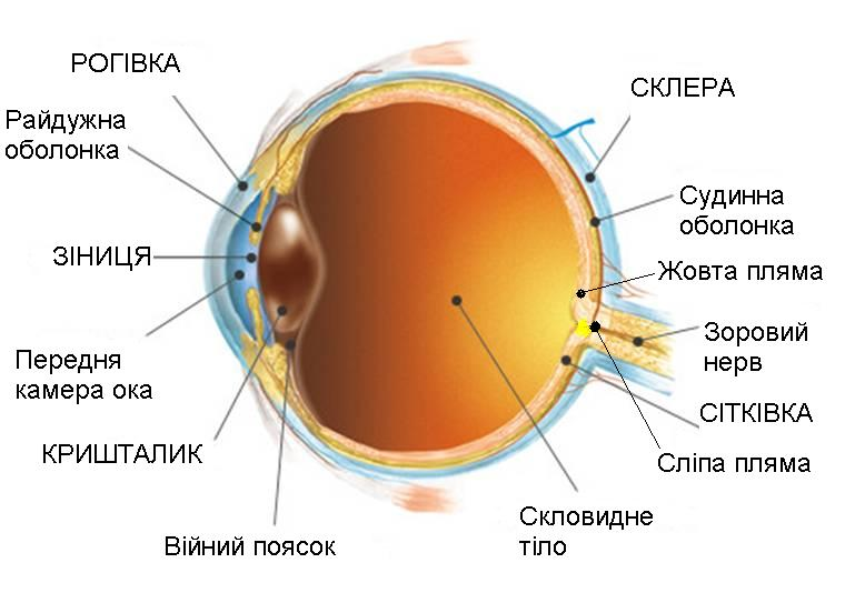 Фокусировку изображения обеспечивает a хрусталик б зрачок b стекловидное тело