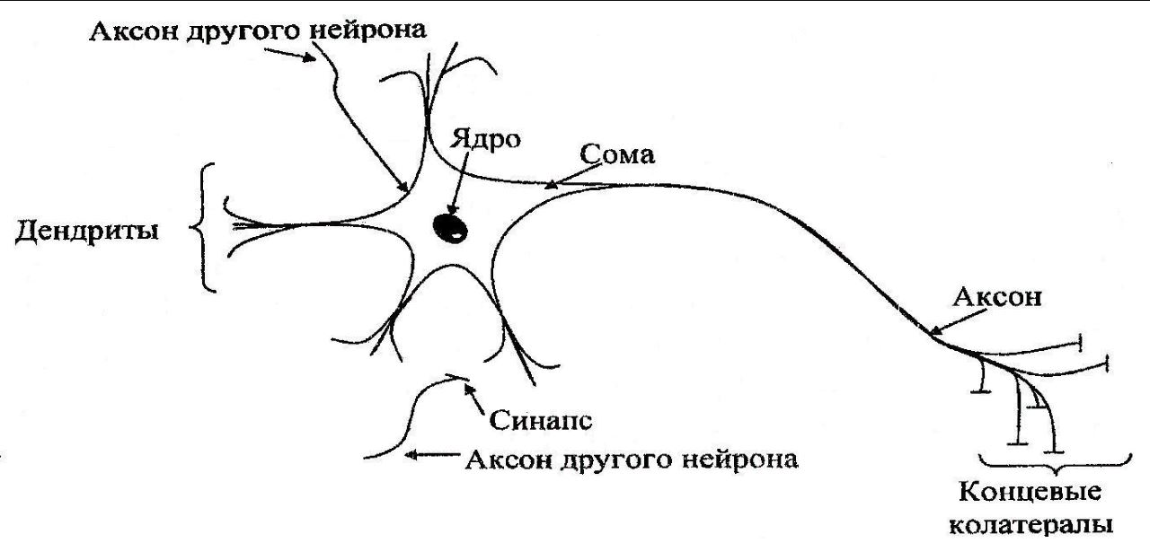 Строение нейрона картинка с подписями