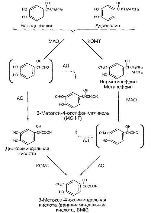 Схема синтеза катехоламинов