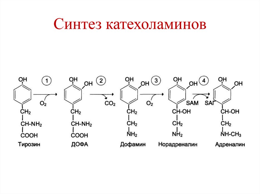 Схема синтеза дофамина